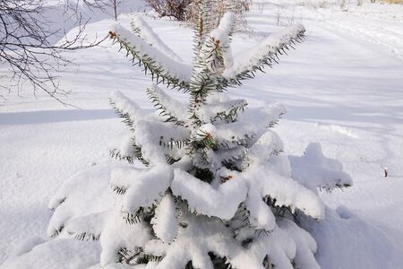 Christmas tree covered with fluffy white snow. Winter landscape in Russiaの写真素材