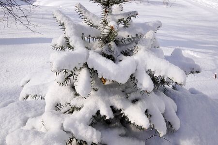 Christmas tree covered with fluffy white snow. Winter landscape in Russiaの写真素材