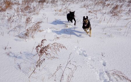Two huge dogs playng, runs on a winter floor. Russia, Vladivostokの写真素材