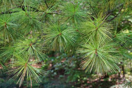 Christmas tree, spruce or cedar, long green needles close-up. USA, Michigan, Hollandの写真素材