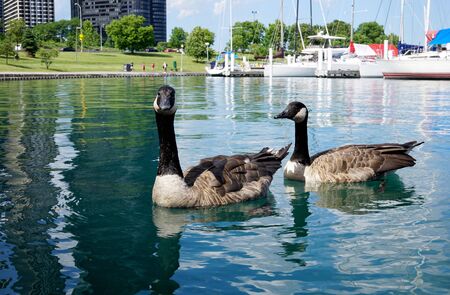Two wild geese swim and looking to the photographer. In the background is the downtown of Chicago. The footpath where people running. White yachts are behind the birds. Chicago, Illinois, USA - 10/10/2019のeditorial素材