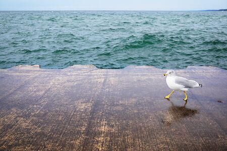 The Seagull is walking along the Pier on a Bright Day. The Bird walks by and looks into the camera's frame. The Wildbird funny walks on the concrete cover and on its wet floor its reflection is visible.の写真素材