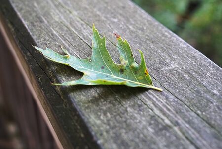 Green fallen oak leaf on an old worn wooden floor in a park in Holland, Michigan, USA