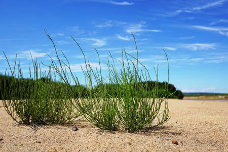 Green grass on yellow sand against a blue sky with beautiful white clouds. Horsetail Close-up. Russia, Vladivostok, Primorsky regionの写真素材