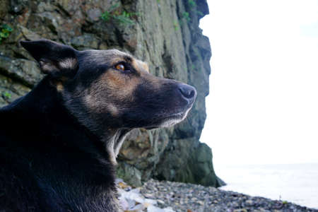 Beautiful dog, a young shepherd dog thoughtfully lies on a pebble beachの写真素材