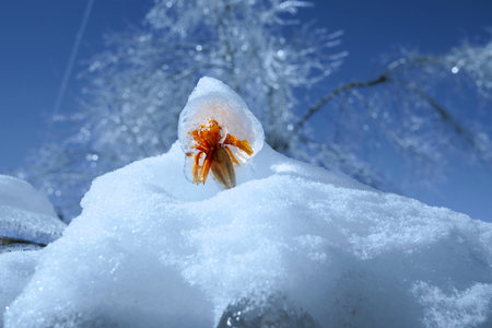 An ice bubble with an orange flower inside sticks out of a snowdrift. Cold blue day and bright living flower inside the ice floe.の写真素材