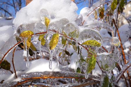 A fresh living tree's branch with green leaflets turned into an ice statue due to frost and rain, a cold cyclone came. Far East of Russiaの写真素材