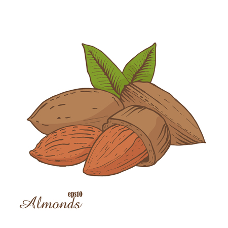 Almonds. Woodcut style. Hand drawn sketch walnut. Color vector illustration.のイラスト素材
