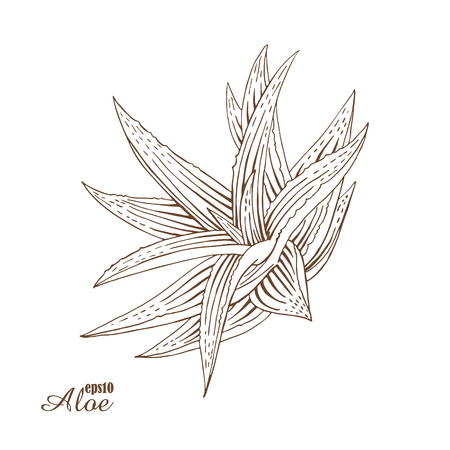 Aloe vera. Vector botanical illustration in woodcut style. Medicinal plants. The isolated vintage image on white background. Hand-drawn sketch.のイラスト素材