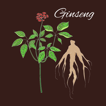 Panax ginsengのイラスト素材