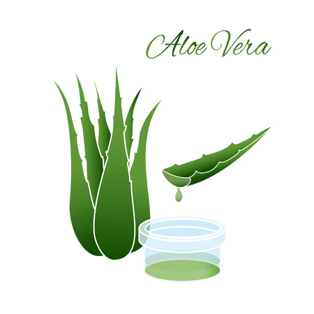 Aloe Vera plantのイラスト素材