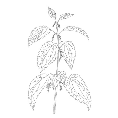Nettle plant isolated on white backgroundのイラスト素材