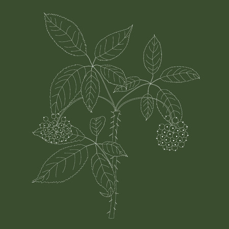 Branch of Eleutherococcus.Vector illustration of medicinal plantのイラスト素材