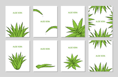 Set of templates with Aloe Vera. Vector illustration.のイラスト素材