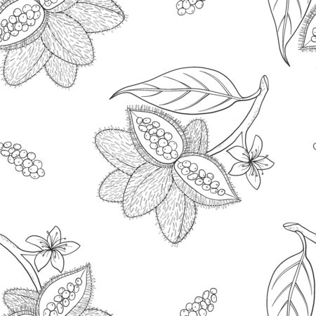 Seamless pattern of Bixa orellana (annatto, achiote). Vector illustration. Medicinal plant.のイラスト素材