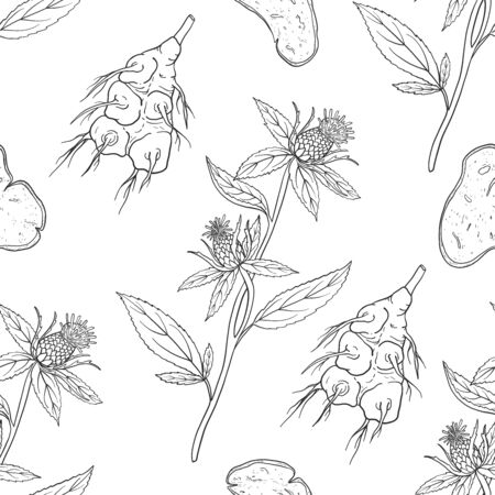 Seamless pattern of Atractylodes macrocephala. Vector illustration. Medicinal plant.のイラスト素材
