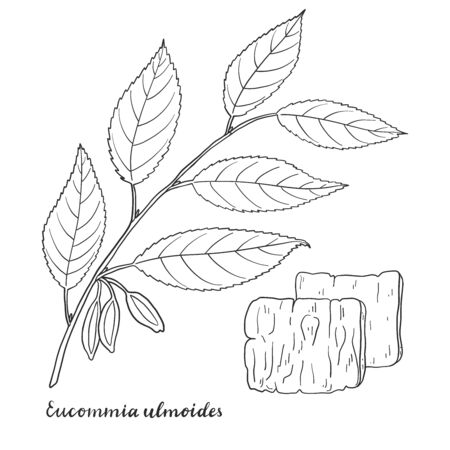 Eucommia ulmoides (Hardy Rubber Tree) isolated on white background vector illustration. Medicinal plant.のイラスト素材