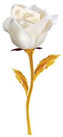White rose on the golden stem - a fantastic white roseのイラスト素材