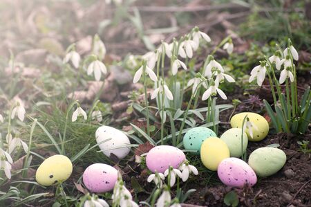 White snowdrops and easter eggs, spring in forest, background. Easter composition. Greeting card...