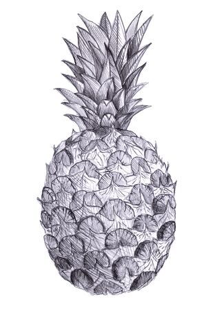 Pineapple pencil drawn sketch, illustration tropical fruit. Exotic food art, Freshness.の写真素材