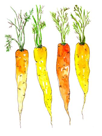 Carrot orange watercolor , isolated vegetable. Hand drawn illustration. Easter decor.の写真素材