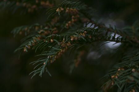 deep green spruce branches background, macro photo,. Forest natureの写真素材