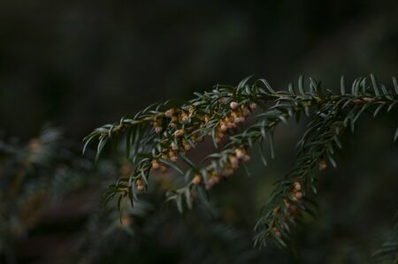 deep green spruce branches background, macro photo,. Forest nature