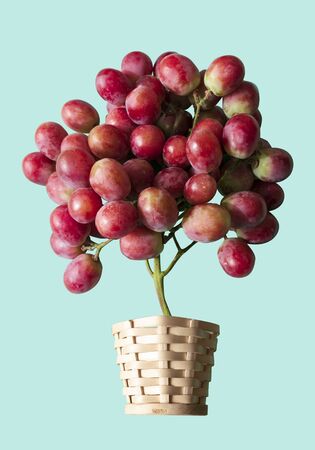 A bunch of grapes in wooden basket. View from above. Grapes like air balloons. Fresh fruits....
