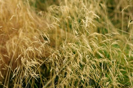 Dry grass background, field summer naturalの写真素材