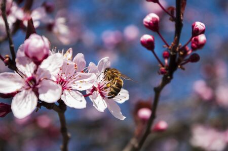 Honey Bee on cherry blossom tree, spring time, murch, beekeeping. Close up.の写真素材