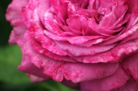 close up pink rose background ,big flowerの写真素材
