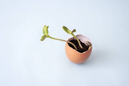 Fresh sprout, seedling in eggshell. Garden at home. Growing vegetables, zero waste. Close up....