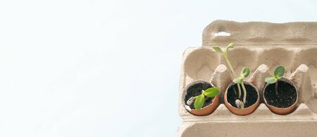 Green sprouts, seedling plants in eggshells. Garden beds at home. Growing vegetables, zero waste....