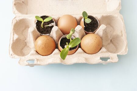 Small pants in box of eggs, eggshells, soil, natural planting, gardening at home. Zero wasteの写真素材