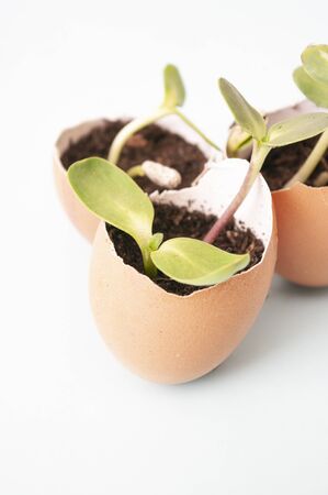 seedling plants in eggshells. Gardening at home . Growing vegetables, zero waste. Close up sprouts.の写真素材