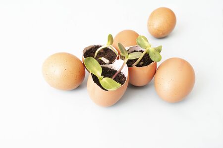 small sprouts, seed plants in eggshells and eggs. Growing vegetables, zero waste. Natural garden,...