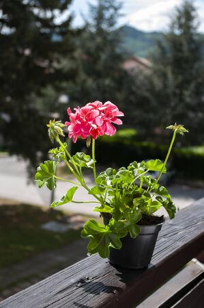 Potted plant of geranium , balcony flower. Gardening.の写真素材