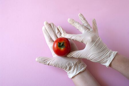 Hands in gloves hold one red tomato on pink background.の写真素材