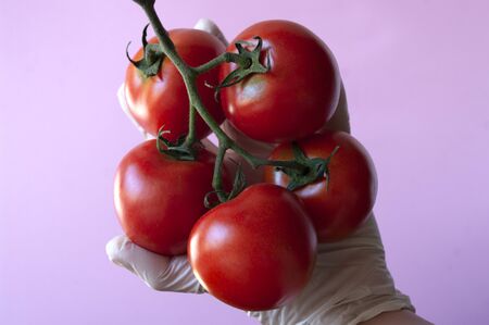 hand in glove holding red tomatoes. Pink background. Organic vegetables. close up.