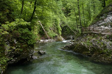 Clean crystal river goes through montains. Wild nature, Vintgar gore Slovenia.の写真素材