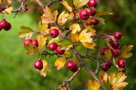 Red hawberry of Crataegus monogyna, known as hawthorn or single-seeded.Autumn harvest