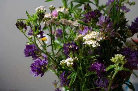herbal flowers, violet and white, botanical, natural medecineの写真素材