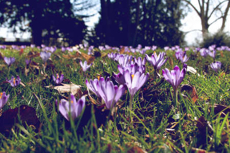 Field of Crocus flowers in grass,close up, easter season, womans day. First spring bloom.