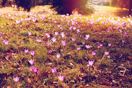 Crocus flowers in grass growing in park, close up, easter season, womans day. First spring bloom....