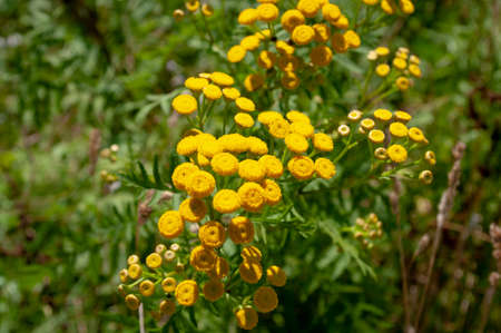 Yellow wild tansy flower plant medicinal herb field.