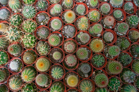 Collection of cactus exotic plants, pattern style top view, background. Botanical.