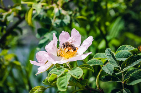 Bee on pink rosehip flower, close up. Summer time.の写真素材