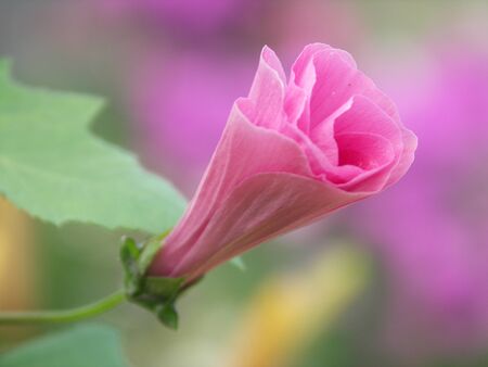 Blooming flower budの写真素材