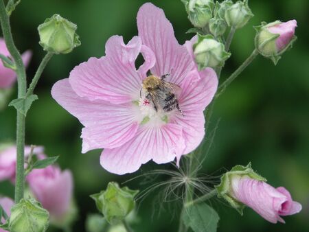 Flower forest pink with a beeの写真素材