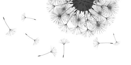 Dandelion background for your design. The wind blows dandelion seeds. Floral background. Advertising flyer brochure. Vector template.のイラスト素材